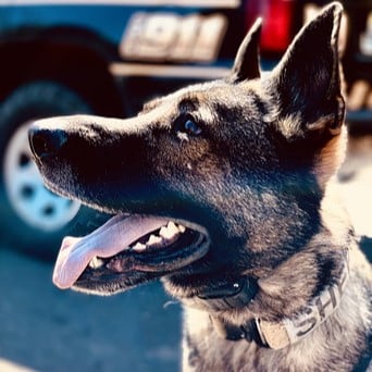 Close-up of an alert German Shepherd dog with its mouth open and tongue out, wearing a collar. A vehicle with "911" is visible in the blurred background.