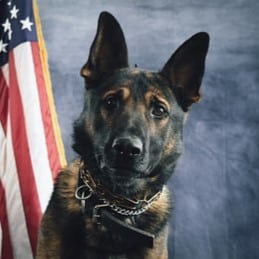 A German Shepherd wearing a collar sits in front of an American flag backdrop.