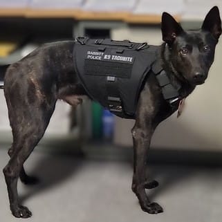 A black dog wearing a police K9 tactical vest stands indoors.