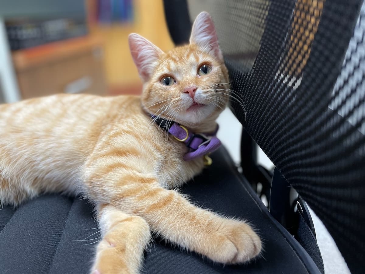 Orange tabby cat with a purple collar lies on a black mesh chair, looking toward the camera.