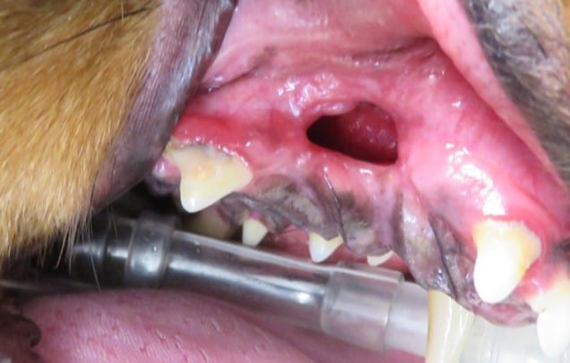 A close-up of a dog's mouth showing teeth and gums with a missing tooth and exposed roots. An endotracheal tube is visible in the mouth.