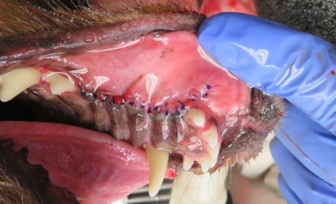 A veterinarian's gloved hand holds open a canine's mouth, showing recent gum stitches and visible teeth.