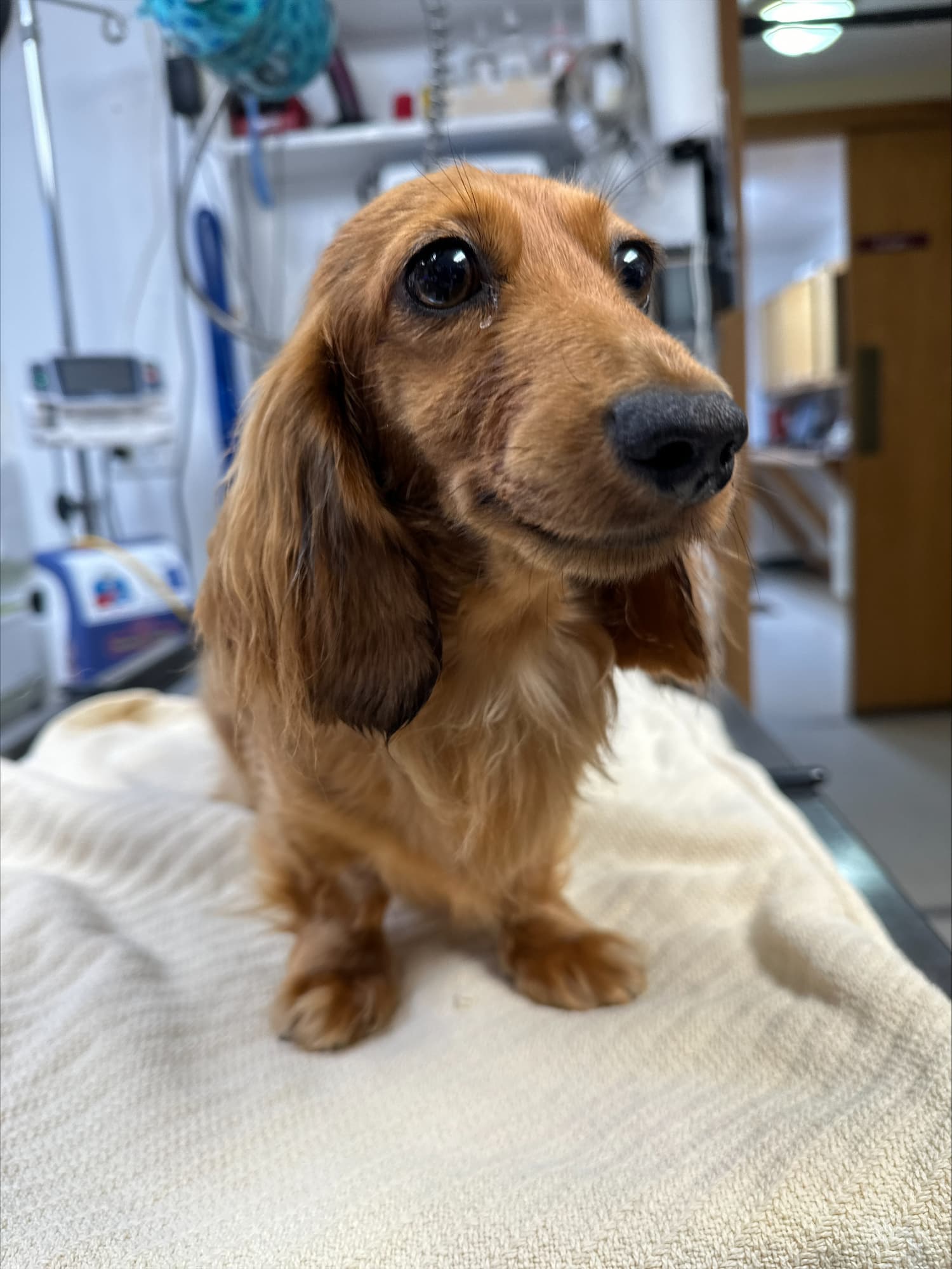 A brown dachshund with long ears sits on a white towel in a veterinary setting.