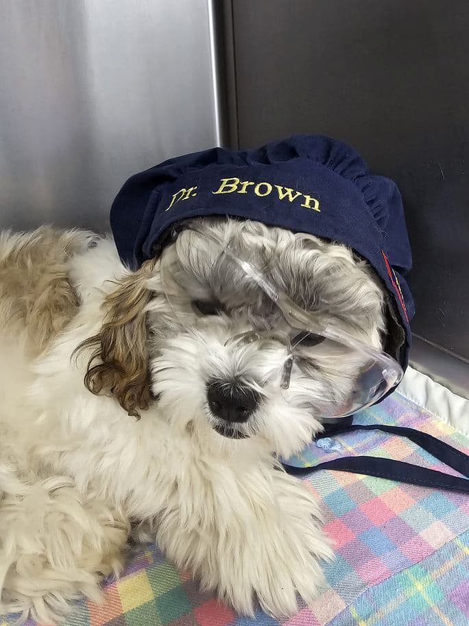 A fluffy dog wearing a cap with "Mr. Brown" is lying down, covered partially by a blanket, and wearing transparent protective eyewear.