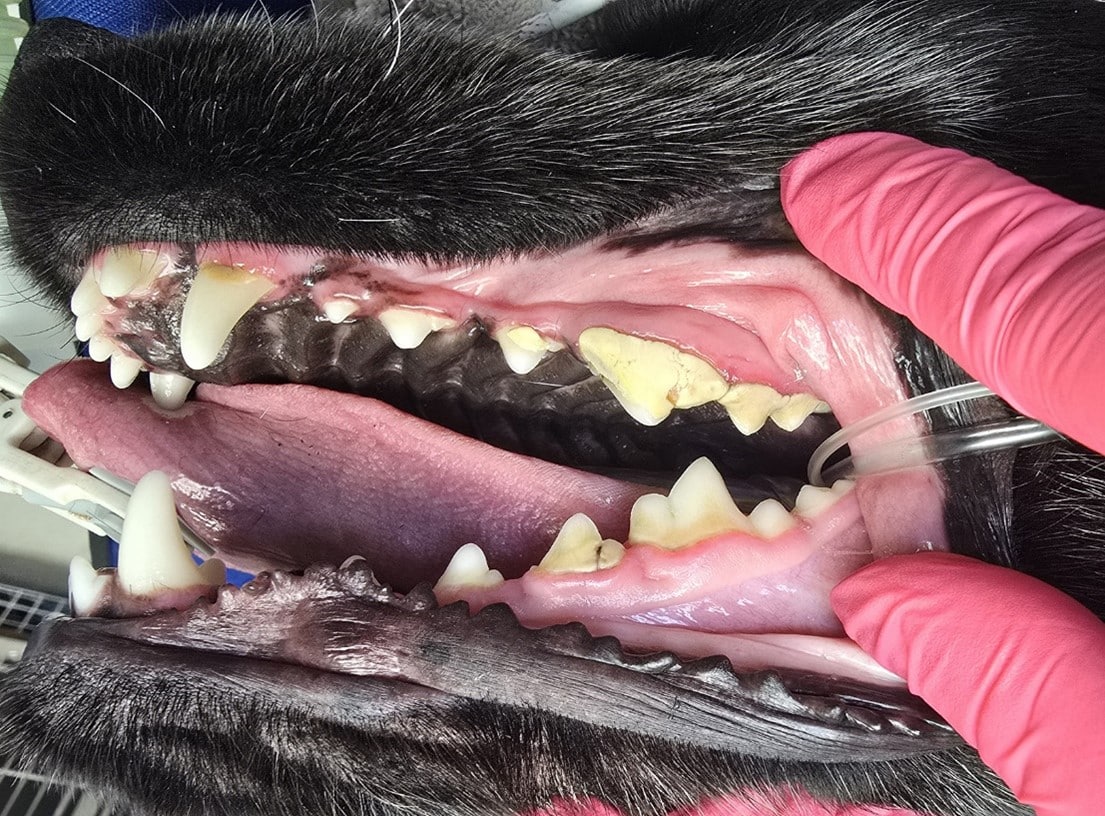 A veterinary professional examines a dog's open mouth, showing teeth with visible tartar. Pink gloves gently hold the dog's mouth open.