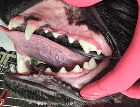 A close-up of a dog's mouth being examined, showing teeth and gums. The examiner is wearing pink gloves.